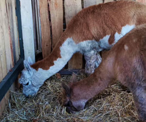 Żywa szopka w Żydowcach