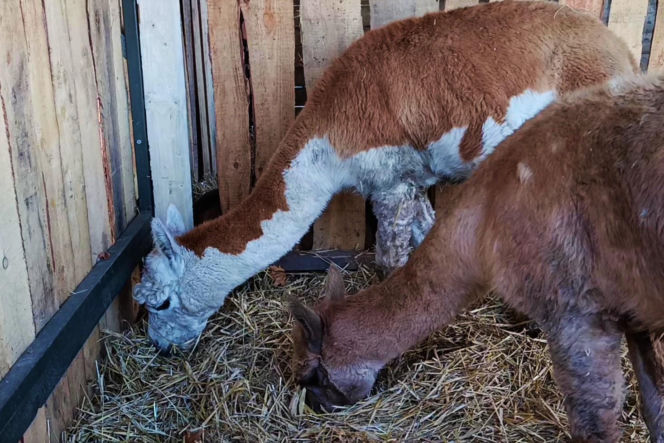 Żywa szopka w Żydowcach