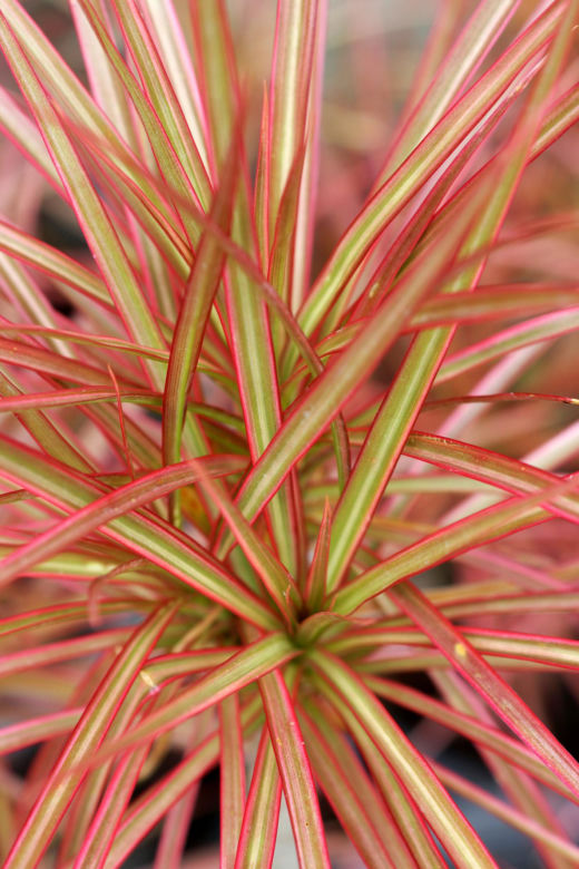 Dracena obrzeżona, Dracena marginata