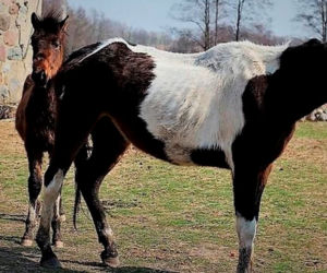 Nawiedzona szamanka głodzi zwierzęta