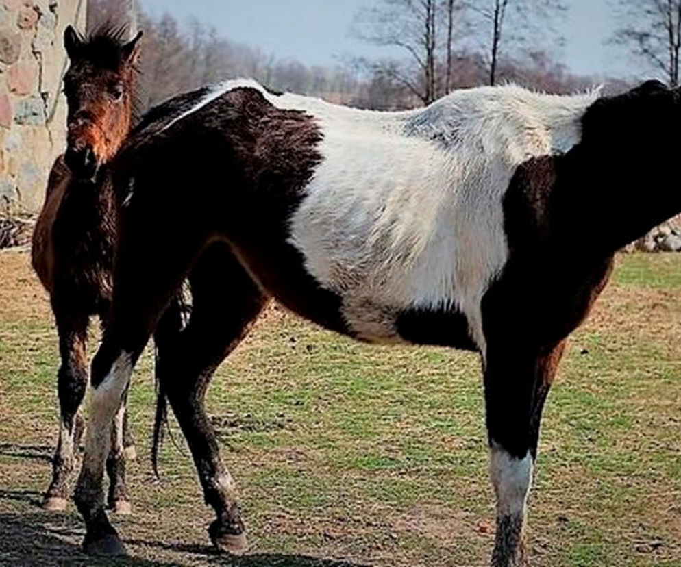 Nawiedzona szamanka głodzi zwierzęta