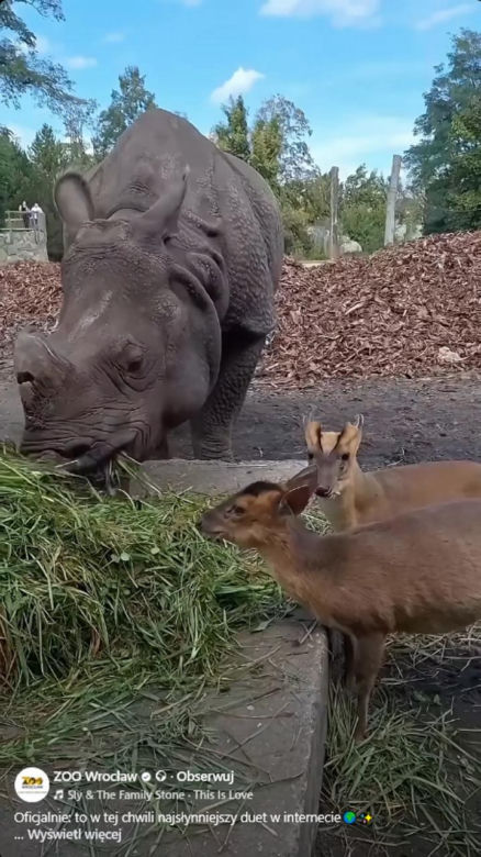 Kolejne nagranie z nosorożcem i mundżakiem z Zoo Wrocław. O zwierzętach poinformowały media z całego świata