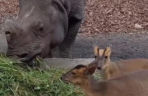 Kolejne nagranie z nosorożcem i mundżakiem z Zoo Wrocław. O zwierzętach poinformowały media z całego świata