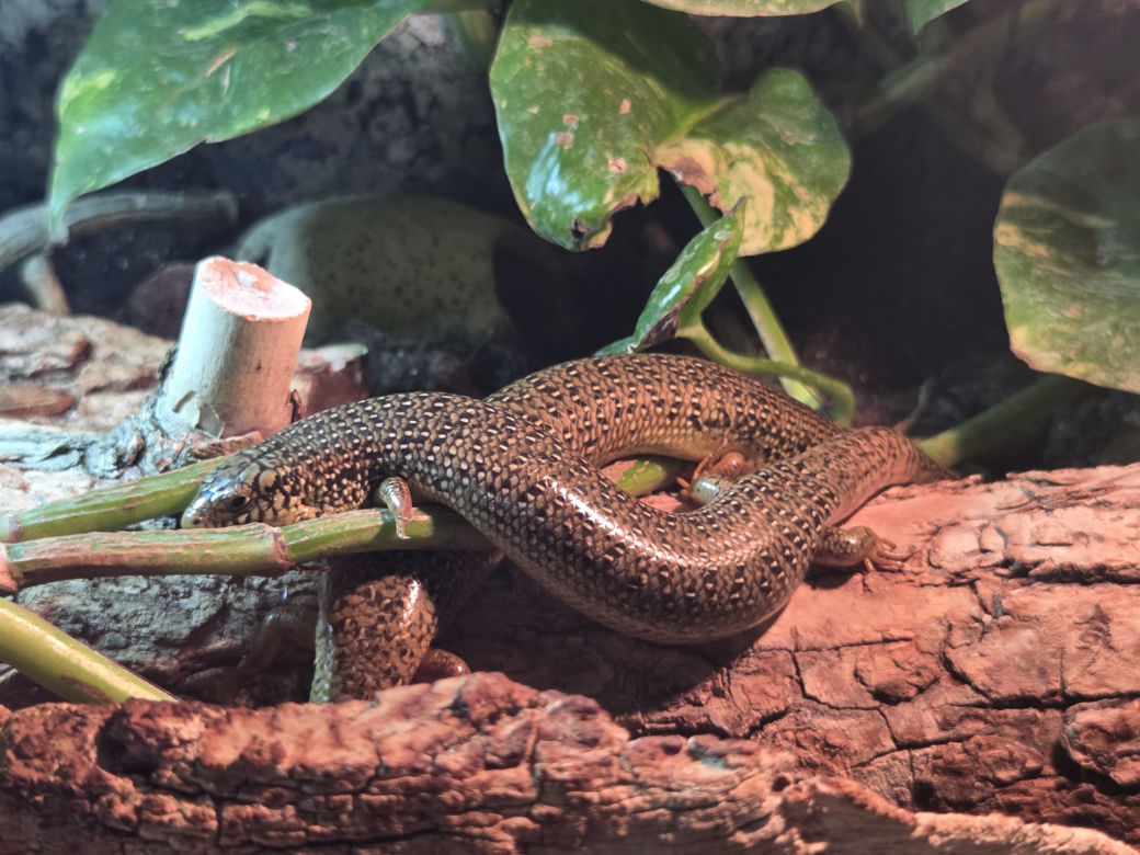 Egzotyczny świat na wyciągnięcie ręki! Zaglądamy do akwarium-terrarium w Myślęcinku