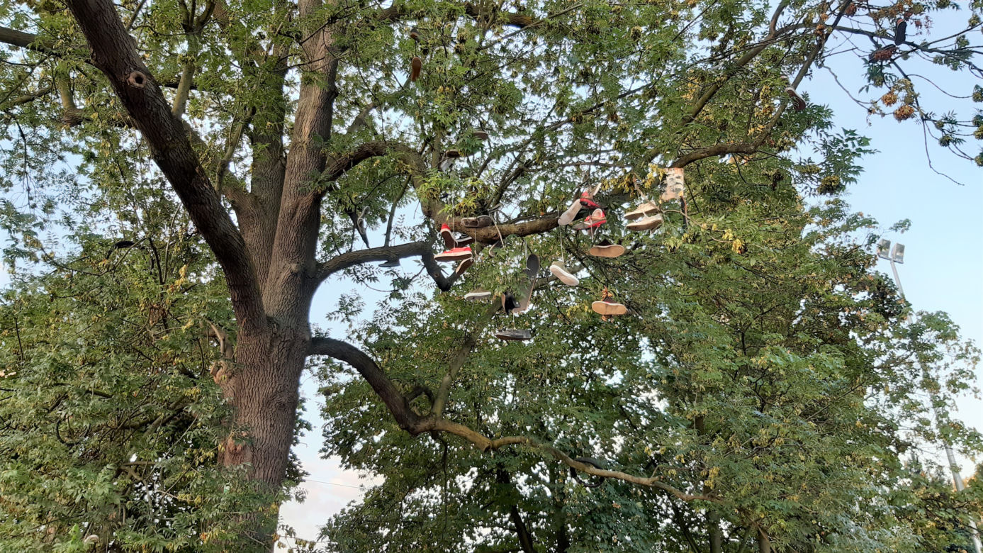 Zużyte trampki na pomniku przyrody