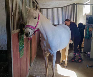 Konna święconka w Szczecinie