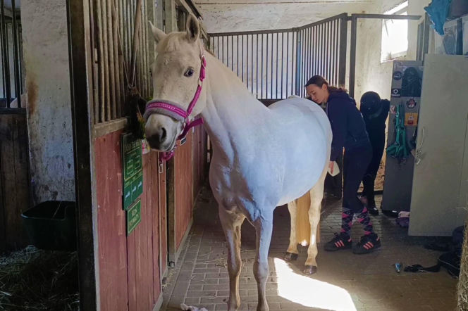 Konna święconka w Szczecinie