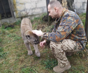 Trzymał w domu pumę. Został skazany