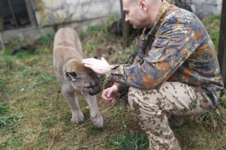 Trzymał w domu pumę. Został skazany