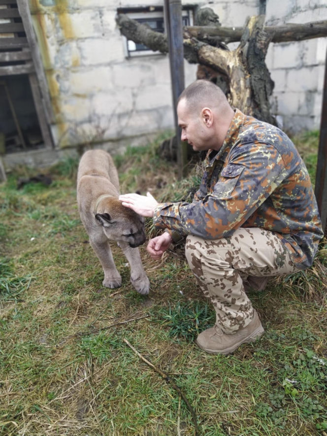 Trzymał w domu pumę. Został skazany