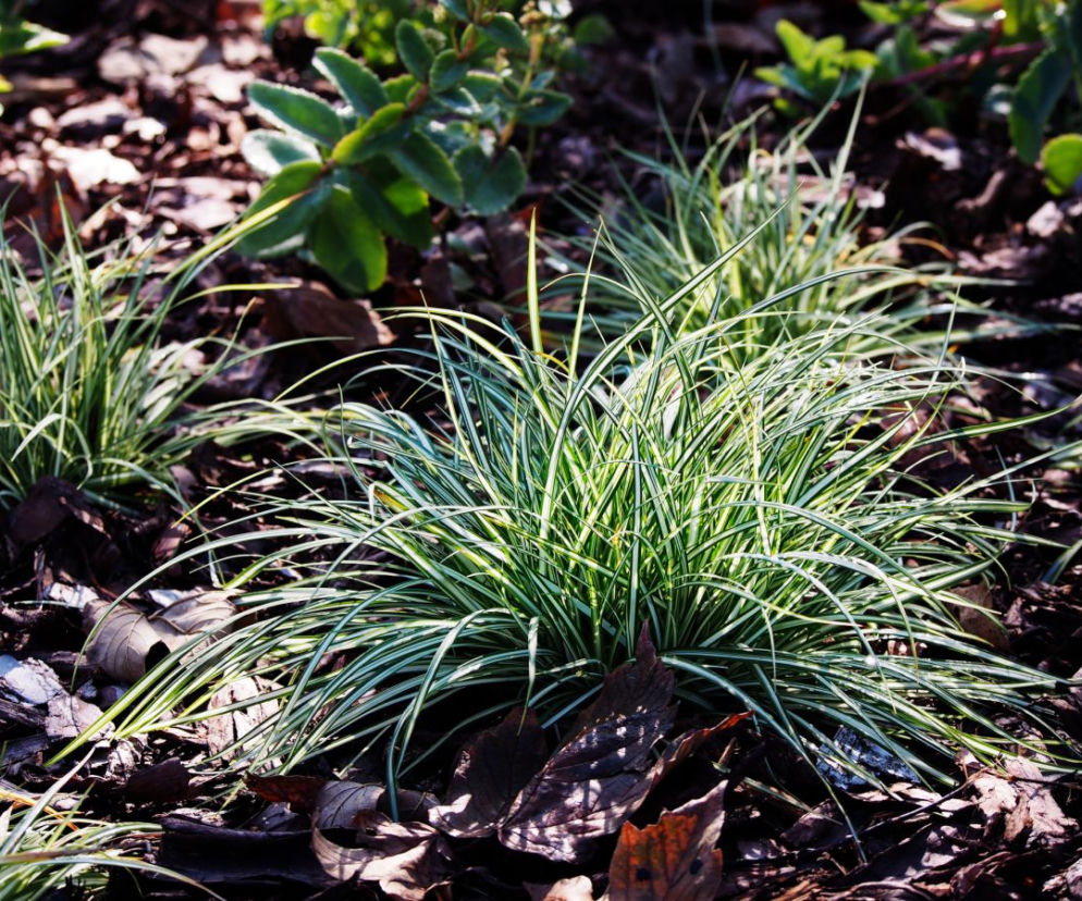 Turzyca ptasie łapki 'Variegata'