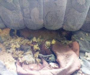 Chory mężczyzna zamknięty w domu z 28 psami! Horror na Sądecczyźnie!