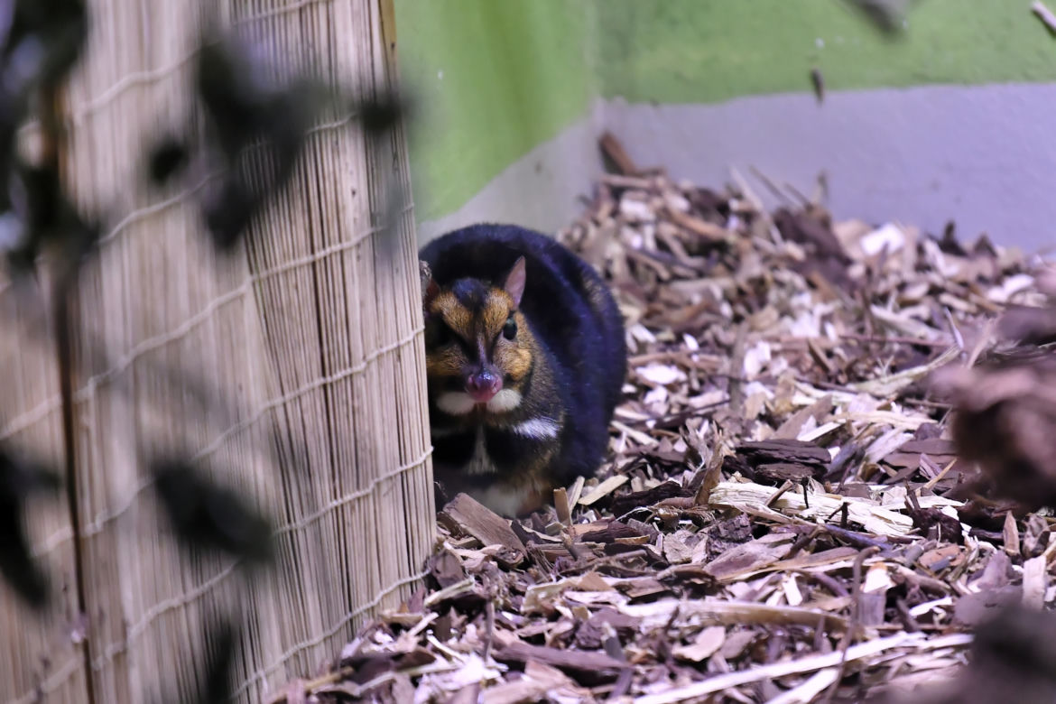 Myszojeleń we wrocławskim zoo osiągnął już rozmiary dorosłego osobnika