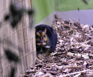 Myszojeleń we wrocławskim zoo osiągnął już rozmiary dorosłego osobnika