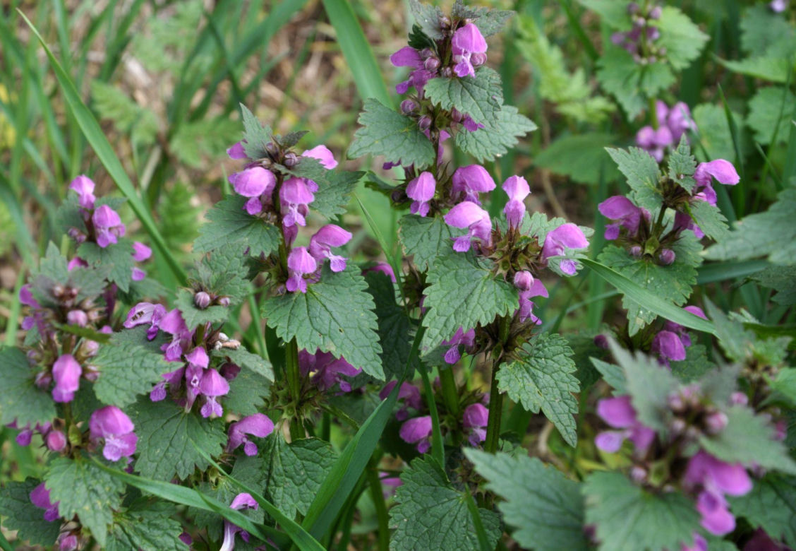 Jasnota purpurowa