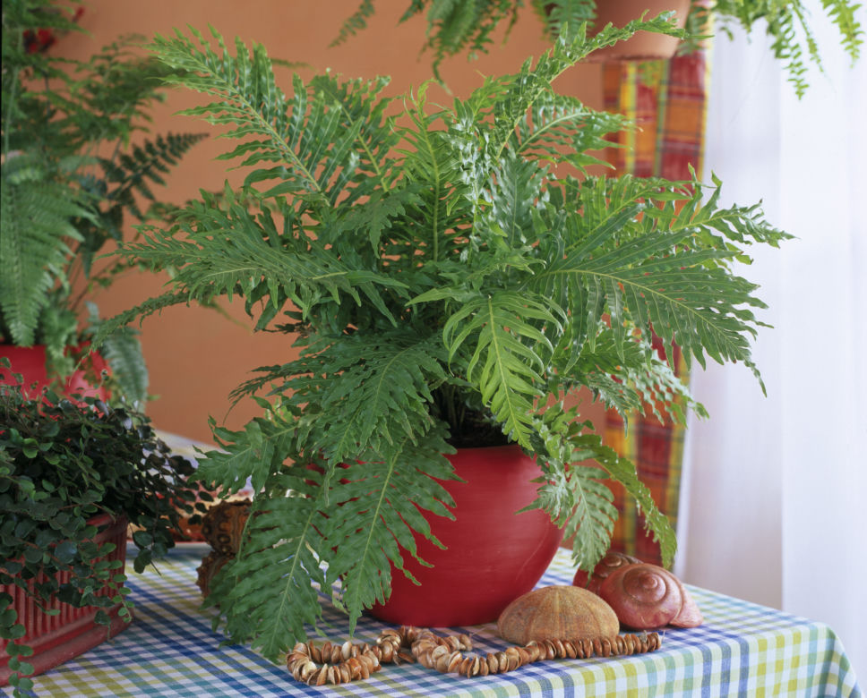 Blechnum