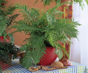 Blechnum