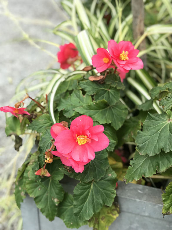 Begonia bulwiasta