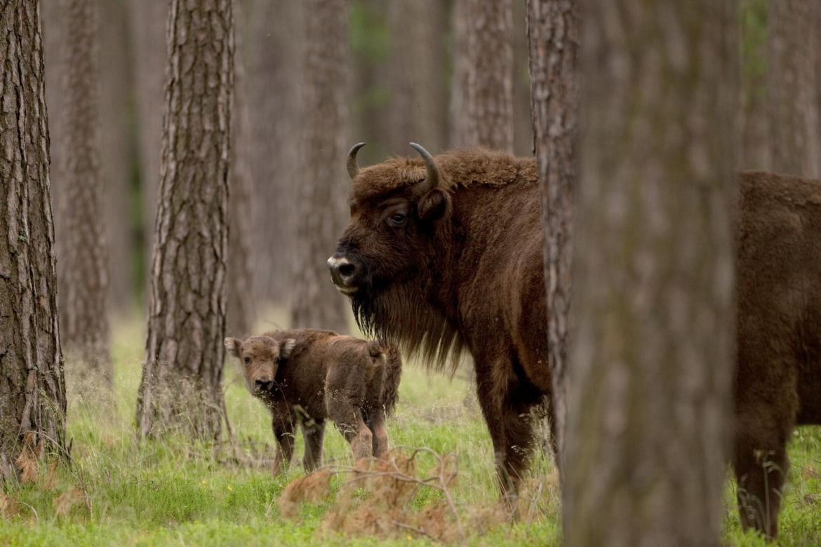 Puszcza Białowieska – ostatnia taka puszcza w Europie