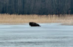Żubrzyca utknęła na lodzie