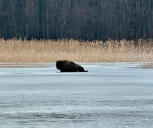 Żubrzyca utknęła na lodzie