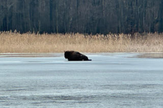 Żubrzyca utknęła na lodzie
