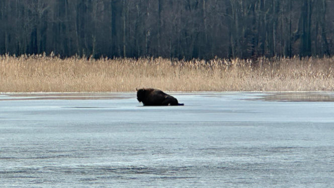 Żubrzyca utknęła na lodzie