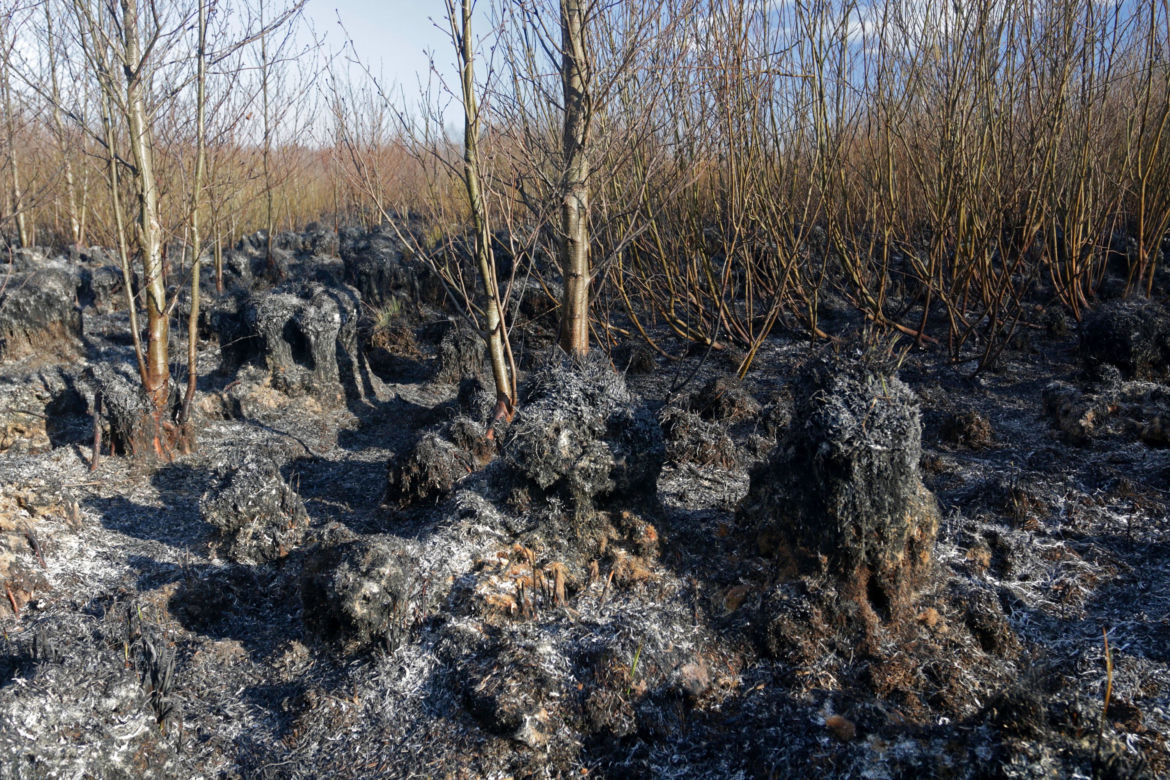 Biebrzański Park Narodowy UGASZONY. Zobacz, jakie zniszczenia spowodował ogień