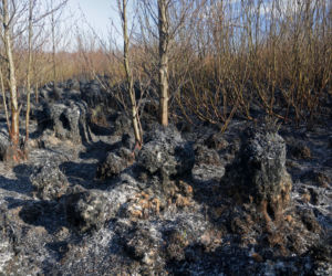 Biebrzański Park Narodowy UGASZONY. Zobacz, jakie zniszczenia spowodował ogień