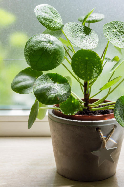 Pilea peperomioides, czyli kwiat pieniążek