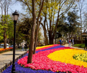Festiwal tulipanów w Stambule - Istanbul Lale Festivali