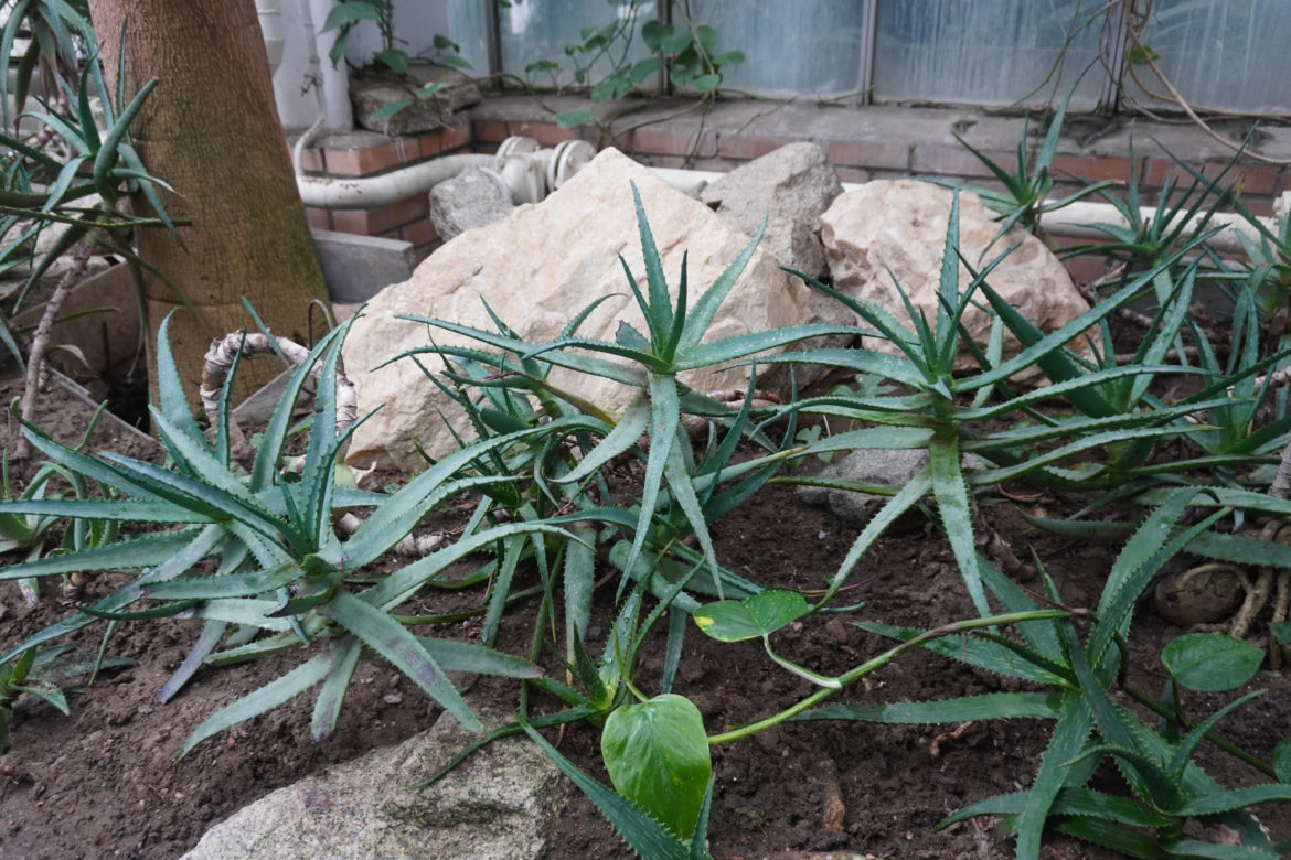 Palmiarnia w Poznaniu