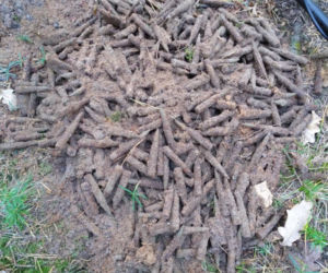 600 sztuk amunicji w starachowickich lasach