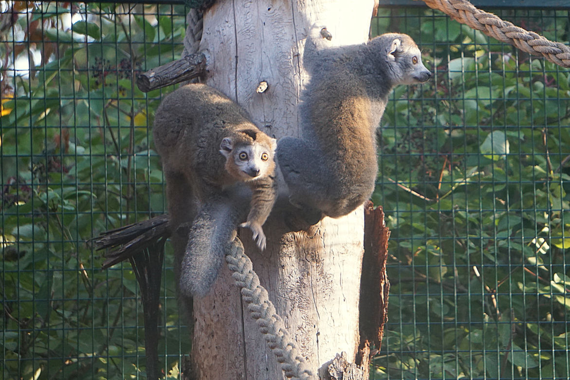 Lemury koroniaste we wrocławskim zoo