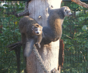 Lemury koroniaste we wrocławskim zoo