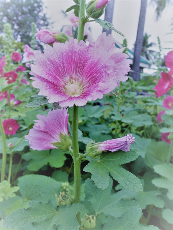 Malwa różowa (Alcea rosea)