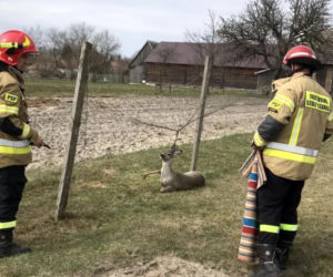 Hajnówka. Koziołek zaplątał się w ogrodzenie - pomogli strażacy