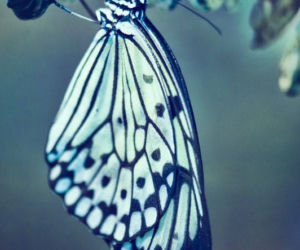Motyl