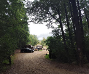 Szukają pumy na Dolnym Śląsku. Mieszkańcy przerażeni: Sekundy i człowieka nie ma