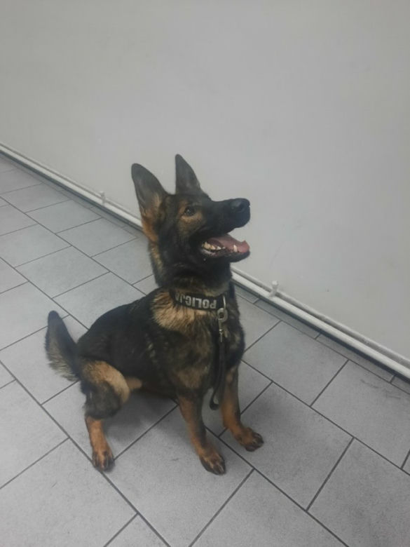 Ciepłownicy kupili nowe psy dla policji po zeszłorocznej tragedii