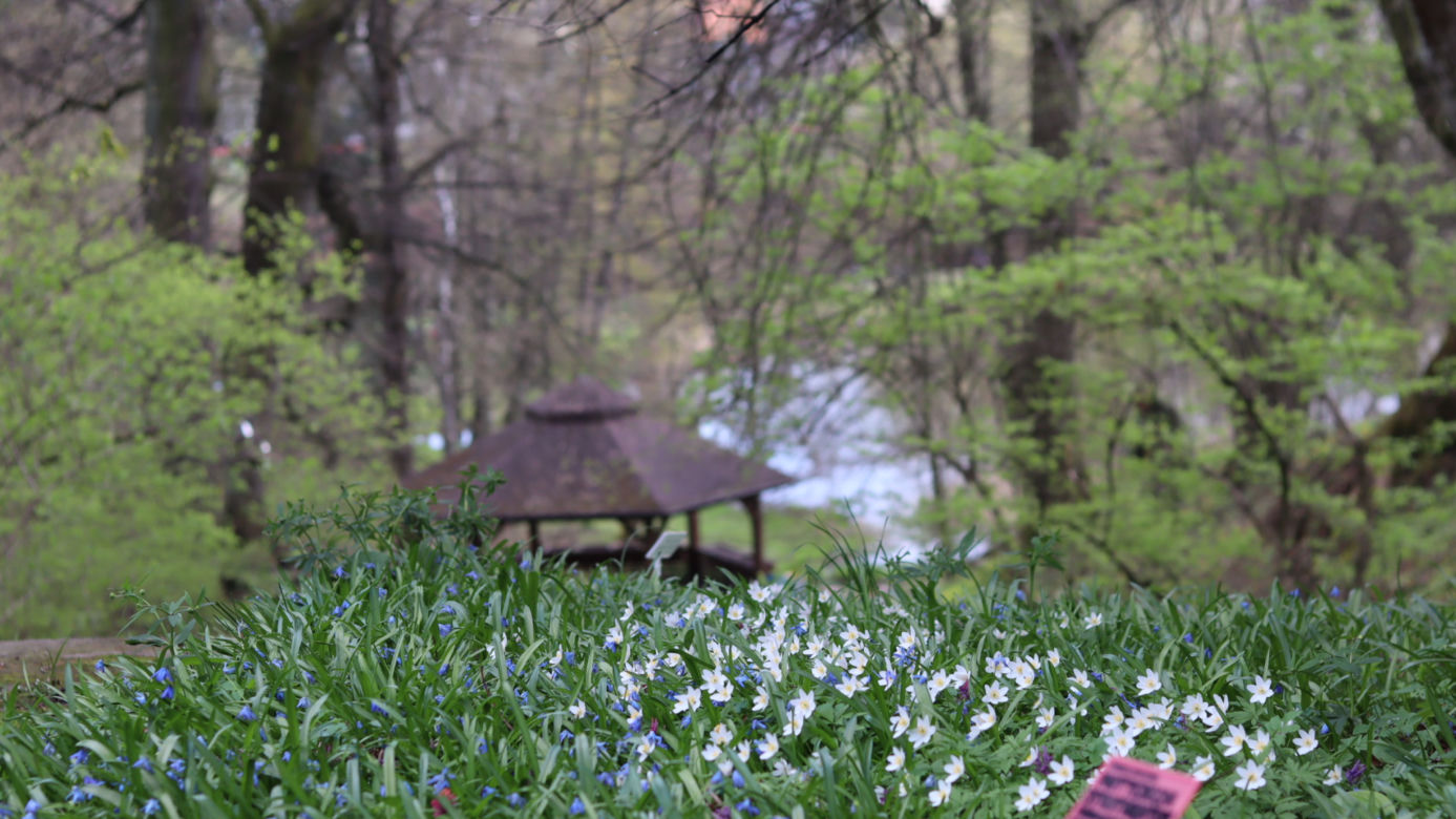 Ogród Botaniczny w Lublinie otwarty! Wszędzie widać wiosnę
