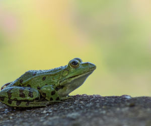 Tysiące żab wstrzymają ruch w Gdańsku! Kierowcy nie przejadą tędy przez miesiąc