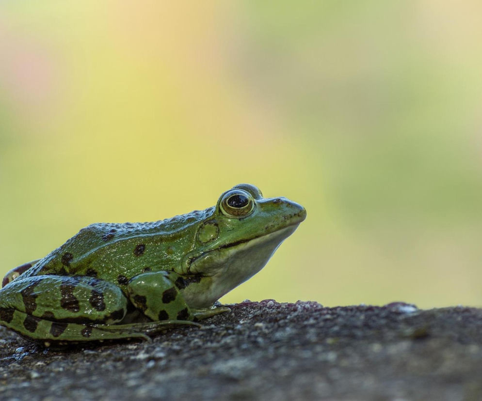 Zamknięta ulica w Gdańsku, ruch samochodowy wstrzymany. Powodem są żaby