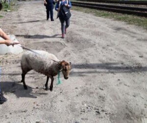 OWCA siała popłoch na ulicach Krakowa