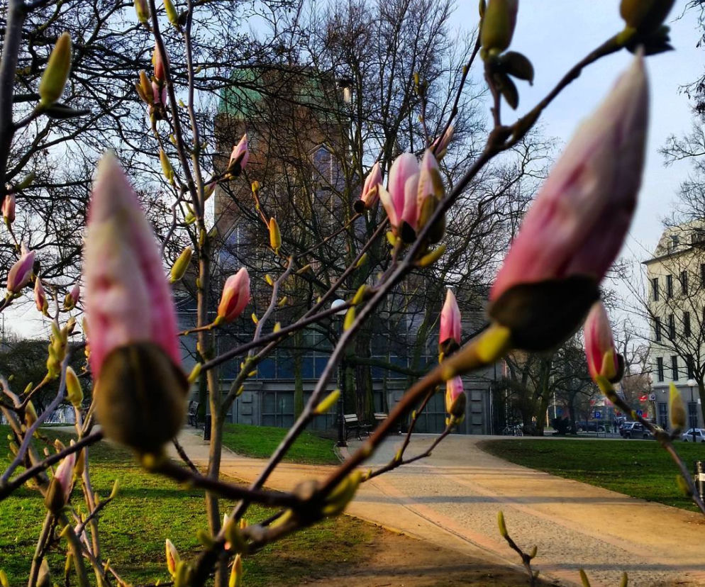 Magnolie w Szczecinie