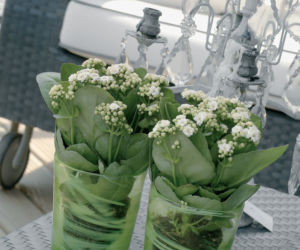Kalanchoe Blossfelda