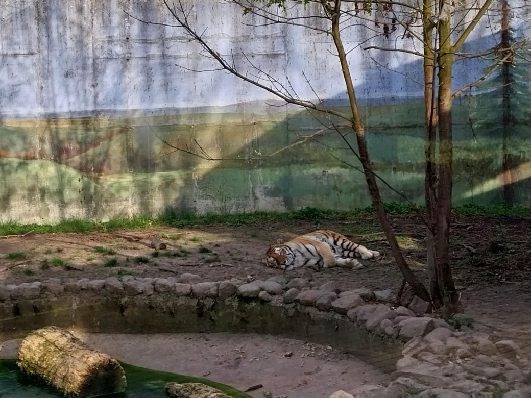 Wiosenny spacer w zamojskim zoo