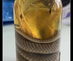 Tych memów o teściowych nie pokażesz mamie! Internauci nie mają litości