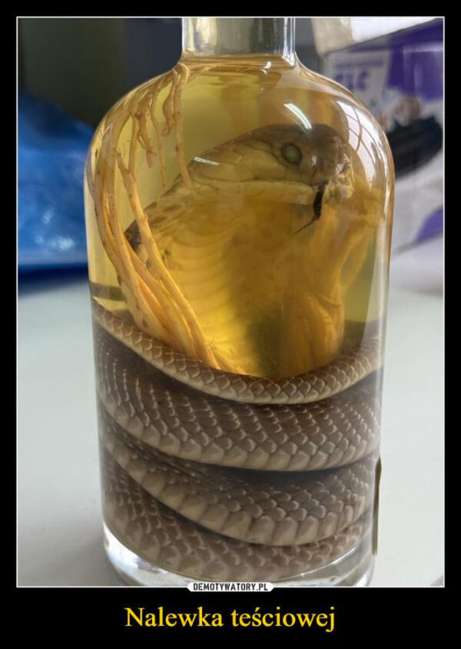 Tych memów o teściowych nie pokażesz mamie! Internauci nie mają litości