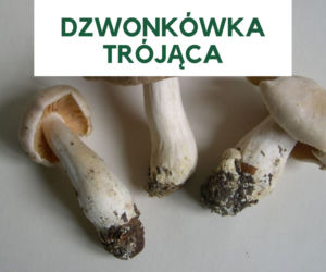 Najbardziej trujące grzyby w Polsce. Ich zjedzenie grozi śmiercią! [GALERIA]